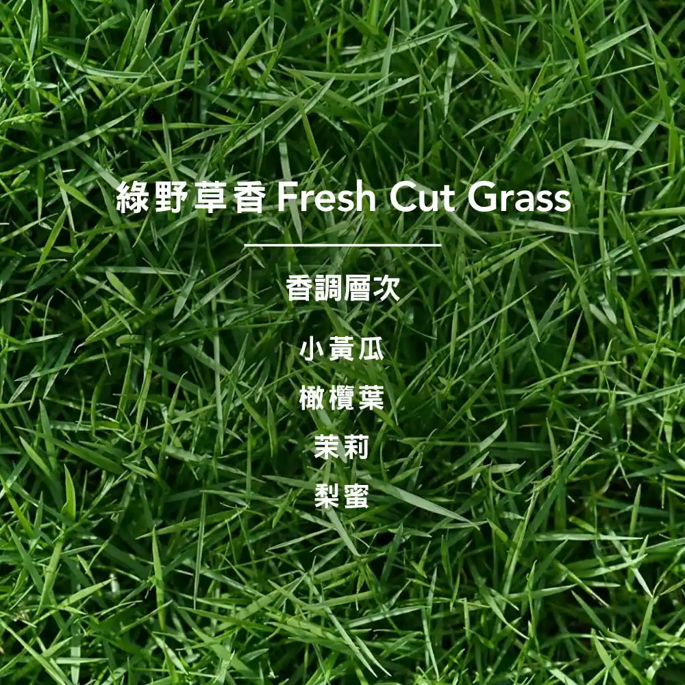 NEW 即將上市 ! 香氛洗手乳 綠野草香 3 NEW 即將上市 ! 香氛洗手乳 綠野草香:圖片 3